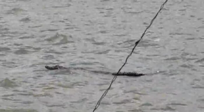 Kemunculan Buaya Di Pantai Kalianda Lampung Selatan, Pengunjung Di Minta Waspada