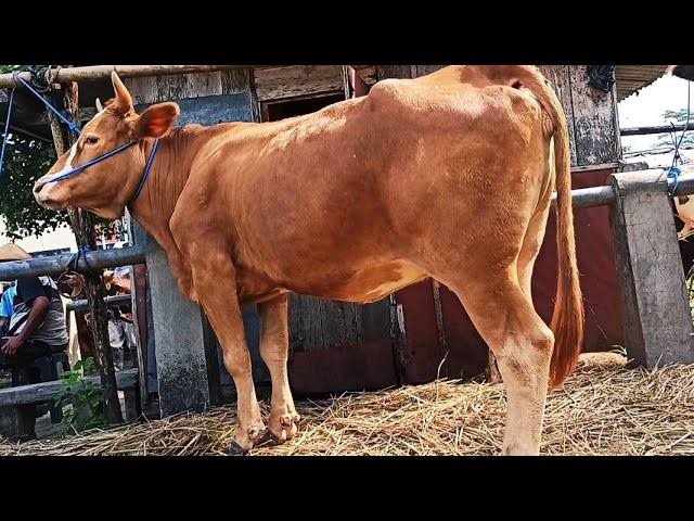 Ratusan Juta Anggaran Fiktif Dinas Pertanian Kabupaten Pringsewu Untuk Belanja Sperma Sapi, Inseminasi Buatan (IB), APH Di Minta Turun Periksa Pejabat Terkait